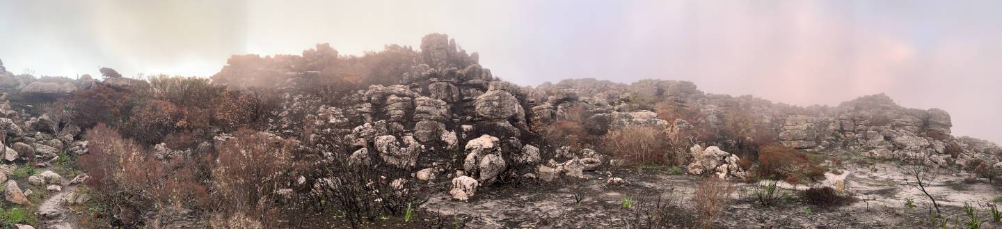 Post-fire landscape at the Silvermine Amphitheatre under cloud — the bleakness of anxiety captured in Cape Town fynbos