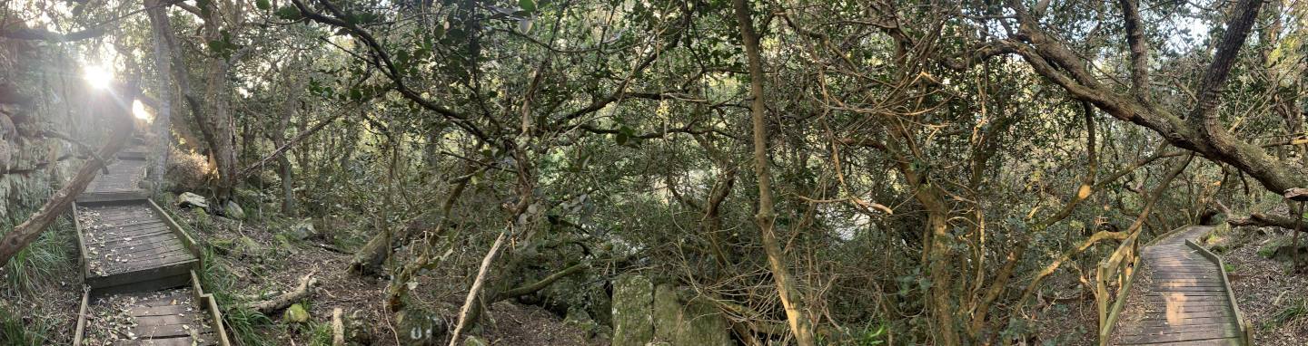 Two paths diverging in thick forest at the top of Echo Valley, Silvermine — which way do you want to go?