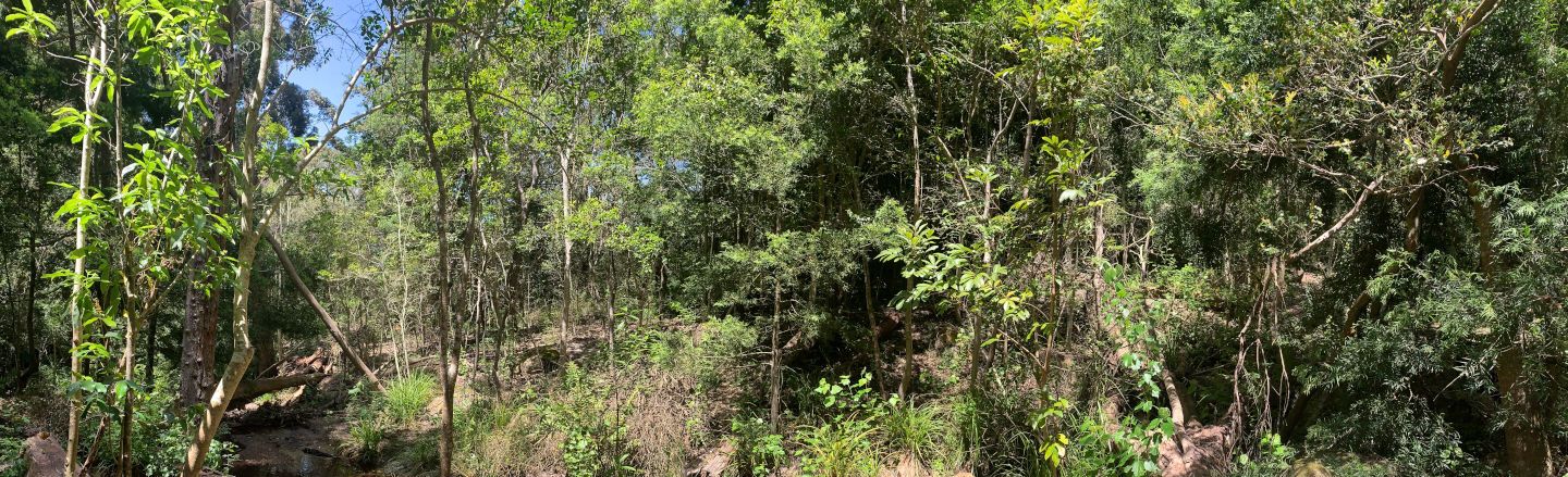 Sunny glade by a stream in Cecelia Forest, Cape Town — agreeing to visit wild natural places is a powerful ingredient in healing your own nature