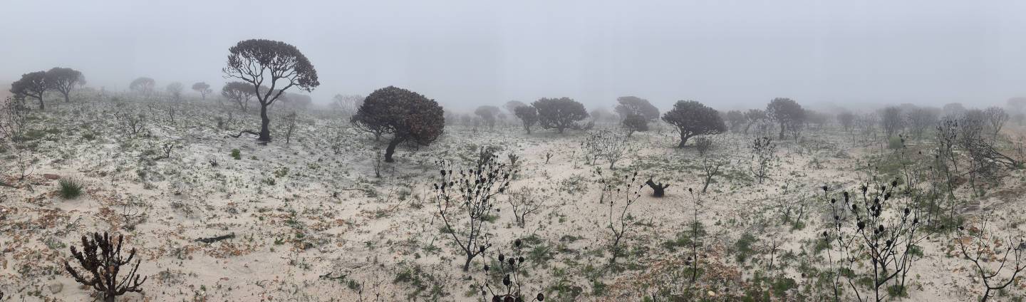 Burned trees on bare sandy ground after a fire, Silvermine, Cape Town — loss feels like this desolate landscape