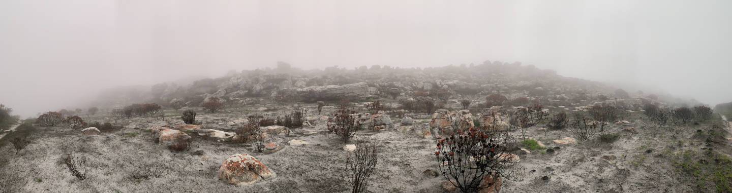 Burned Silvermine landscape under cloud, Cape Town — phobias feel senseless until the mist clears
